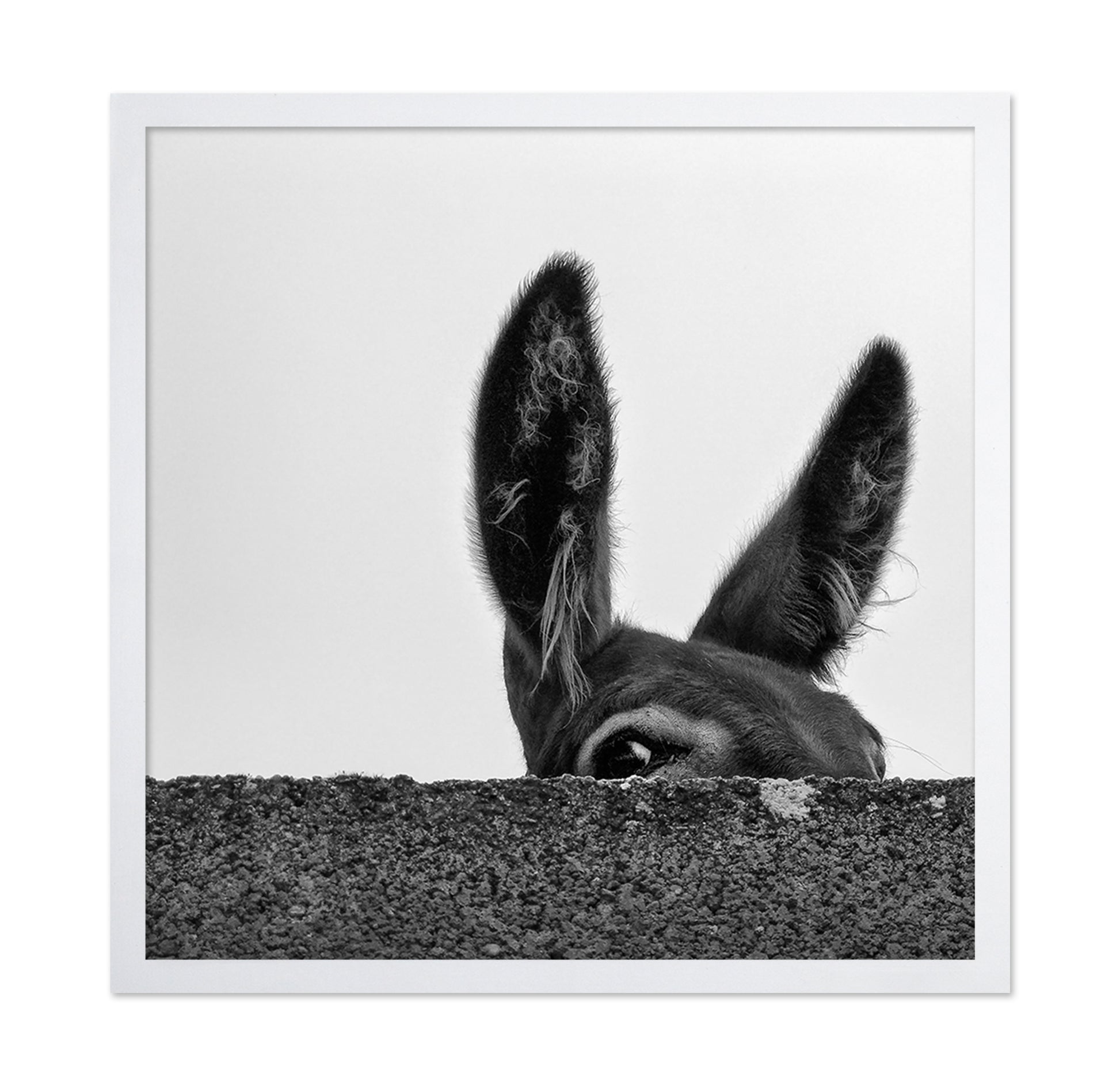 Curious Donkey Peek