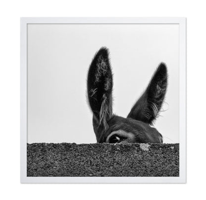 Curious Donkey Peek
