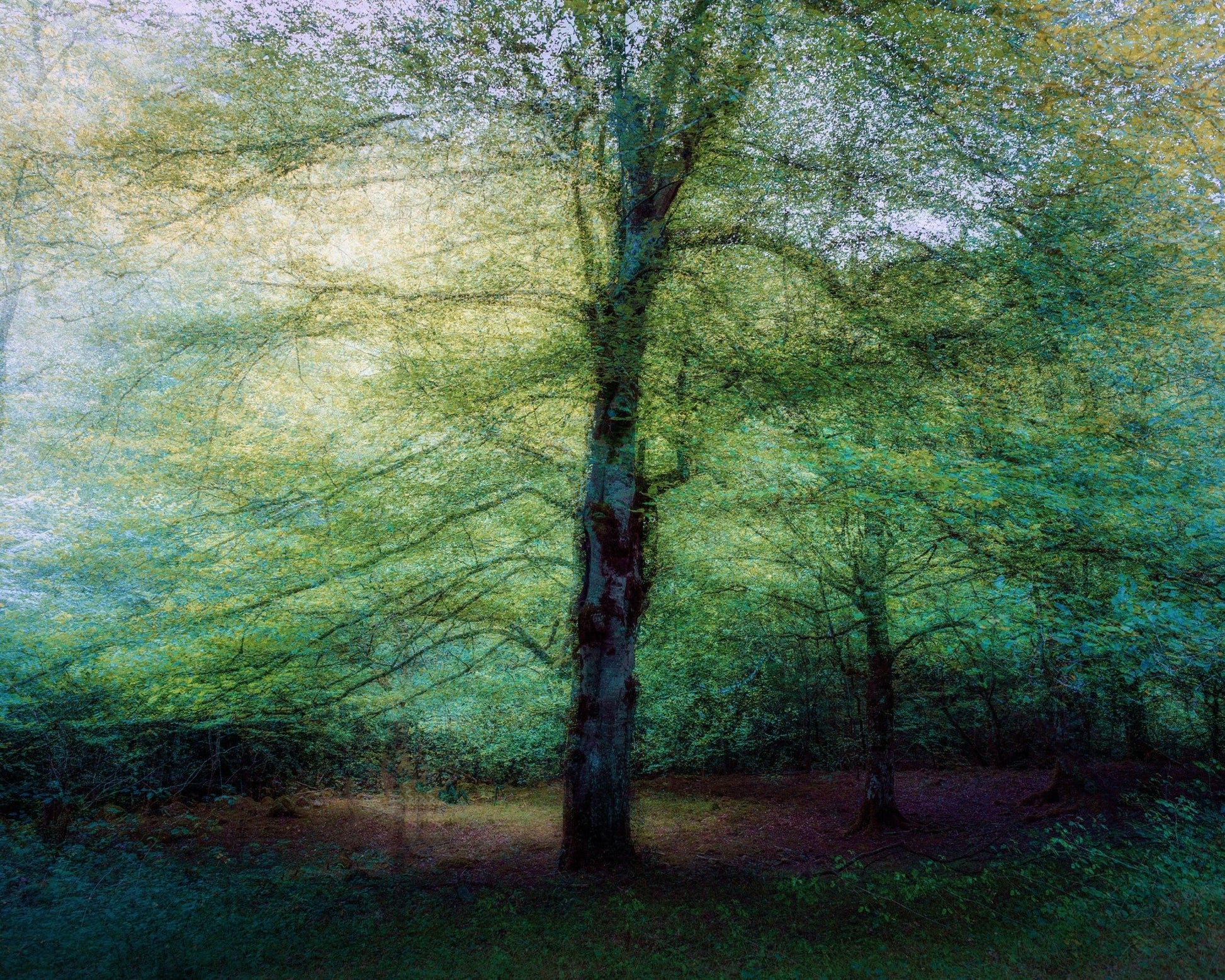 Emerald Forest Glow