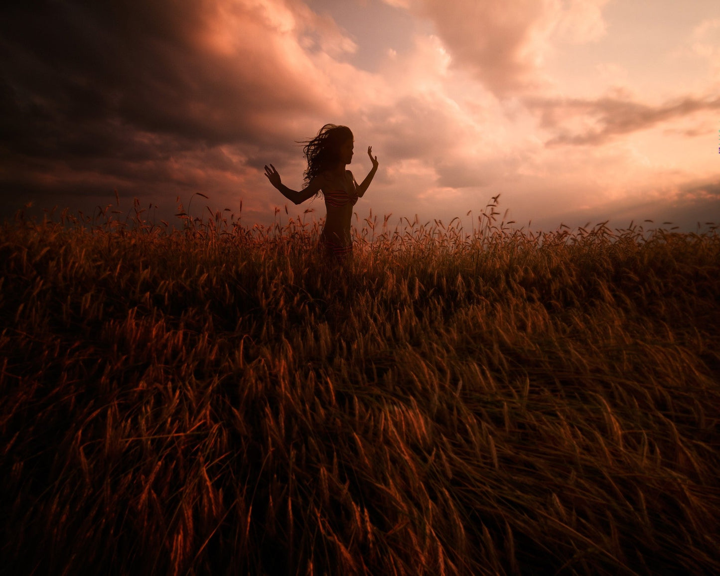 Sunset Dance In Wheat