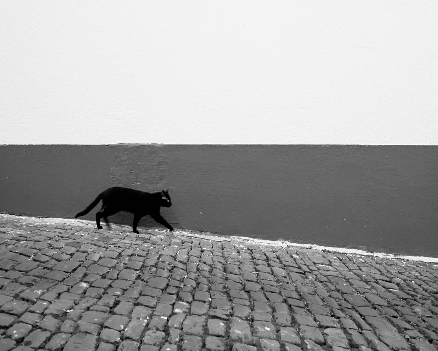 Silent Alley Cat