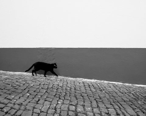Silent Alley Cat
