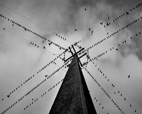 Birds On Power Lines