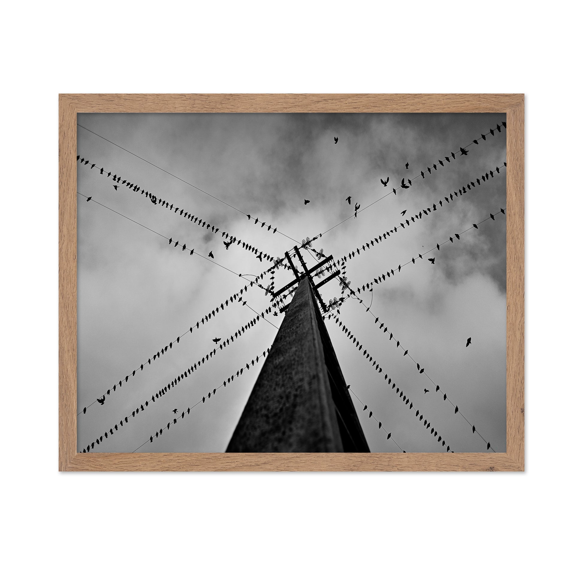 Birds On Power Lines