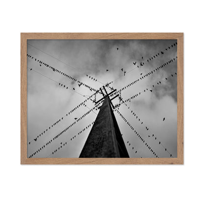 Birds On Power Lines