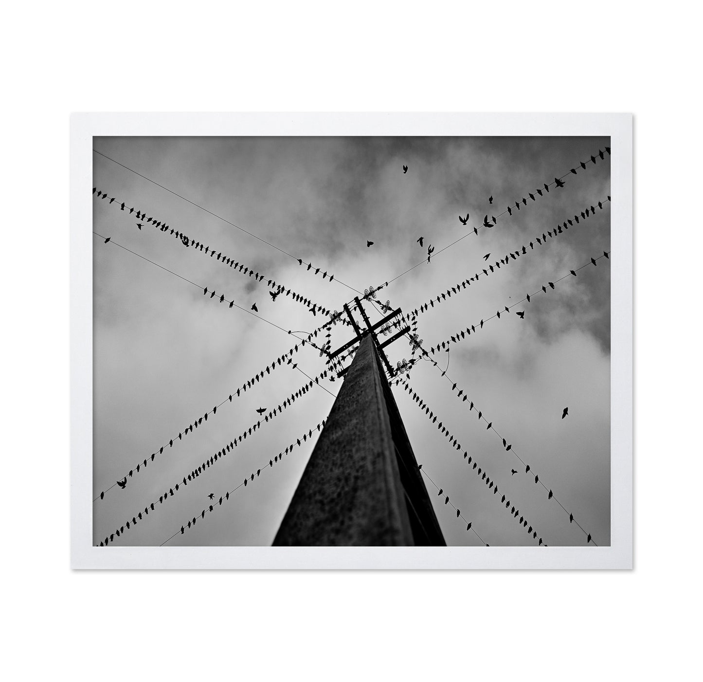 Birds On Power Lines