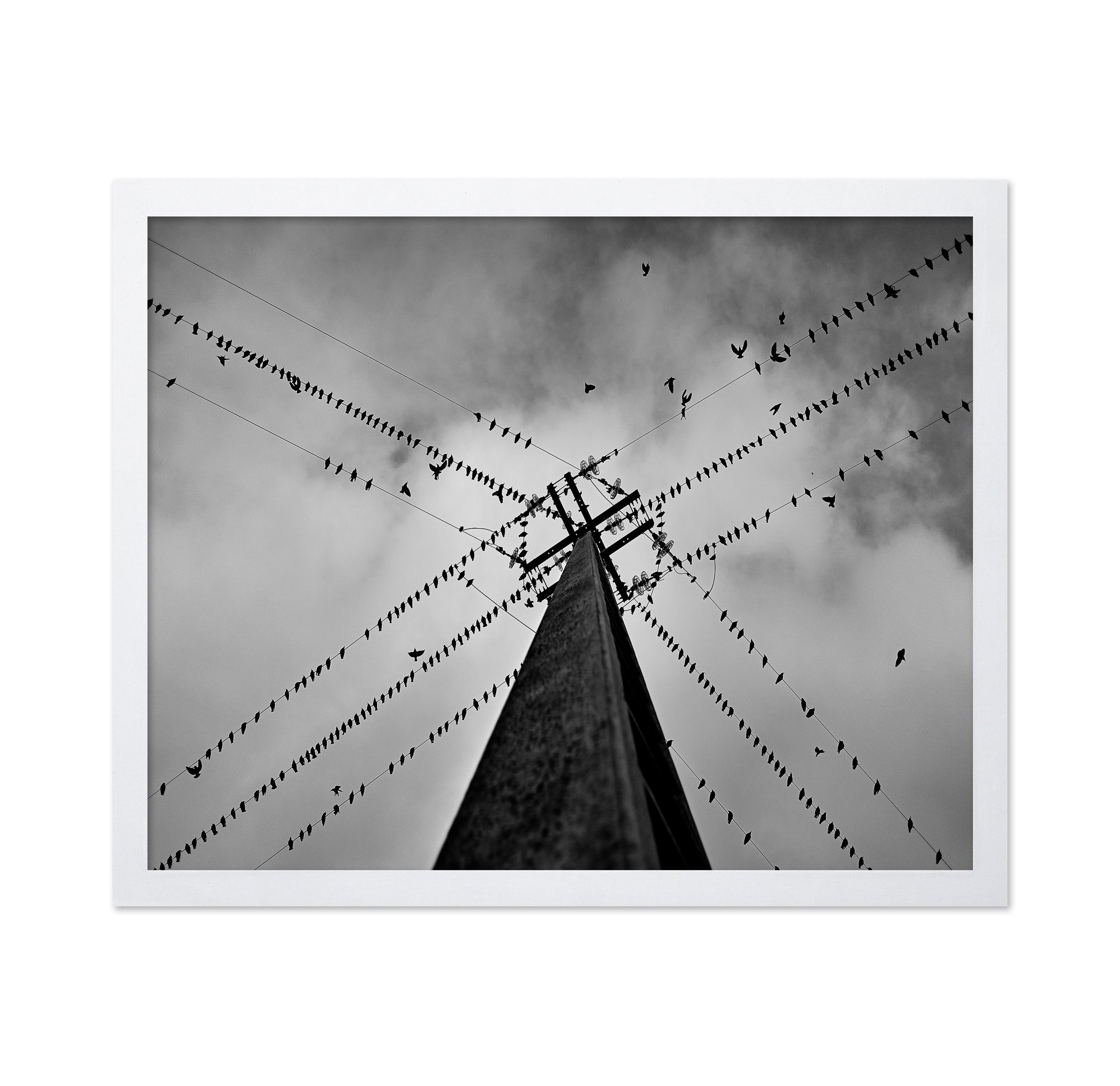 Birds On Power Lines