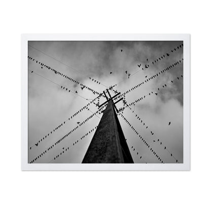 Birds On Power Lines