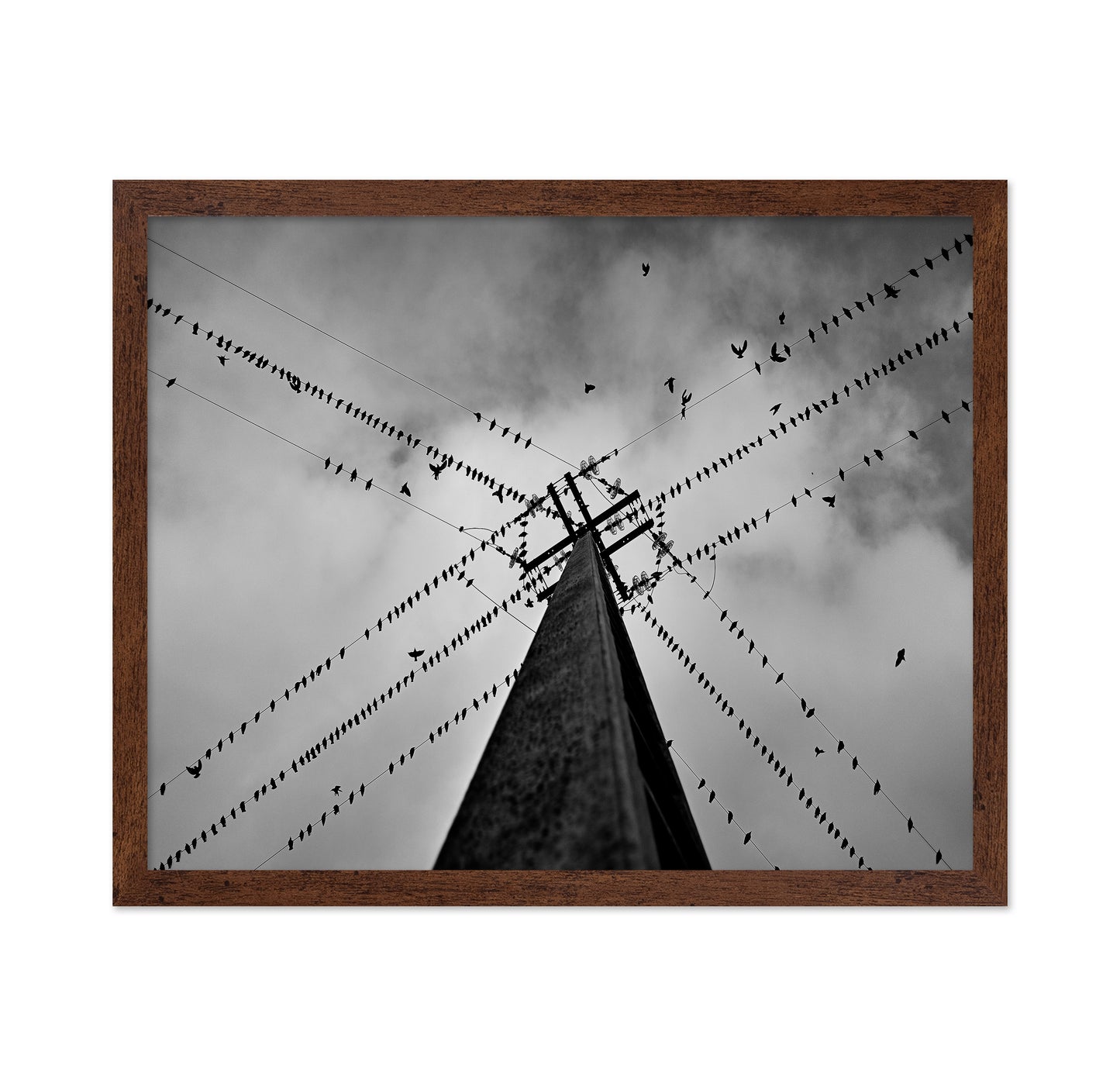 Birds On Power Lines