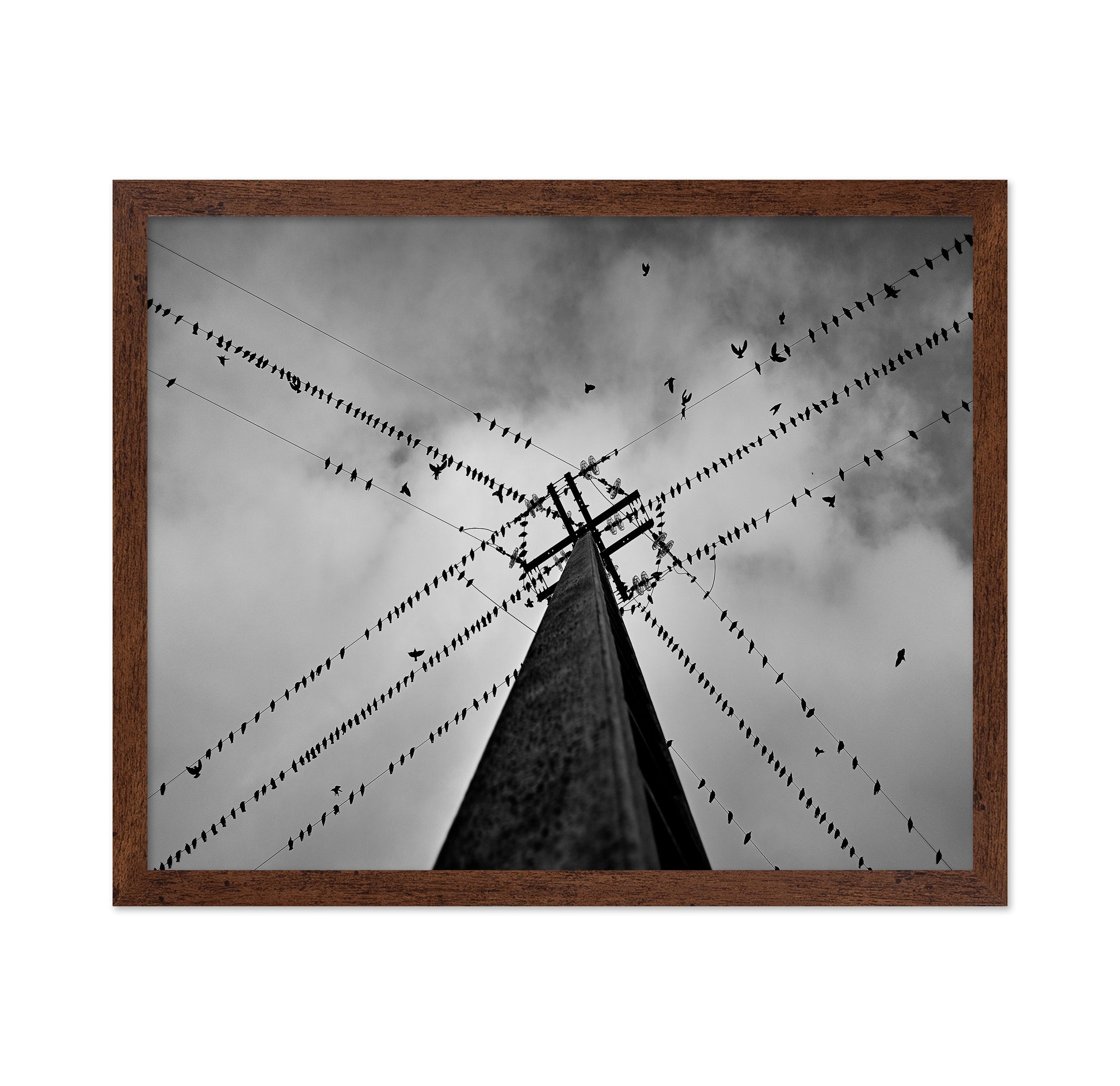 Birds On Power Lines