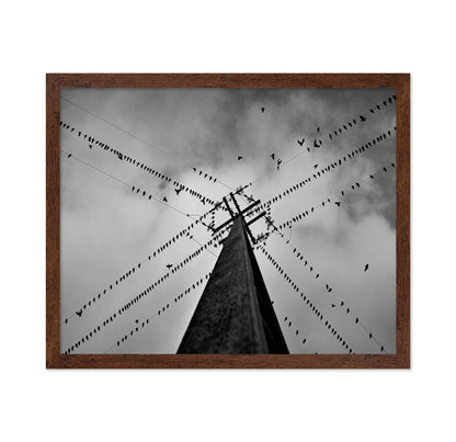 Birds On Power Lines