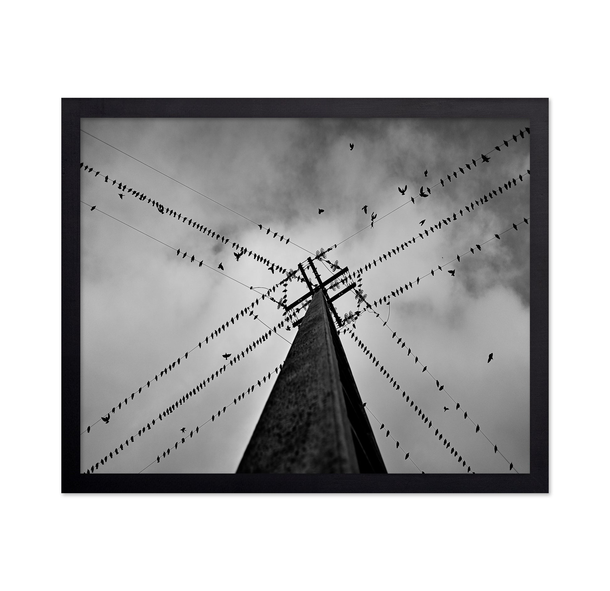Birds On Power Lines
