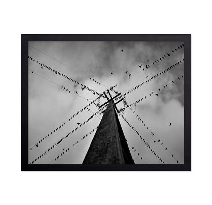 Birds On Power Lines