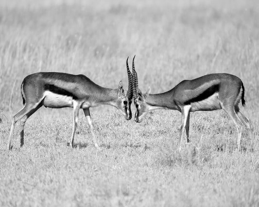 Gazelle Face Off