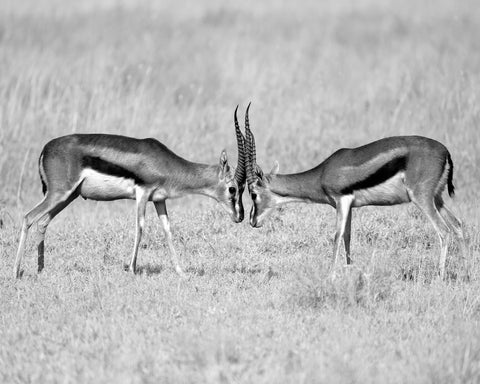 Gazelle Face Off