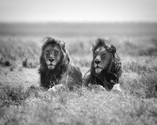 Lion Brothers Rest