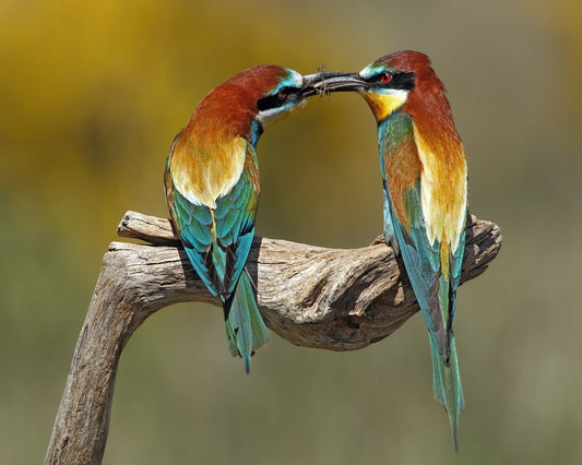 Bird Courtship Moment