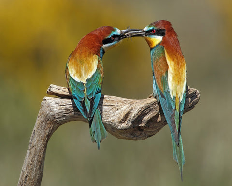 Bird Courtship Moment