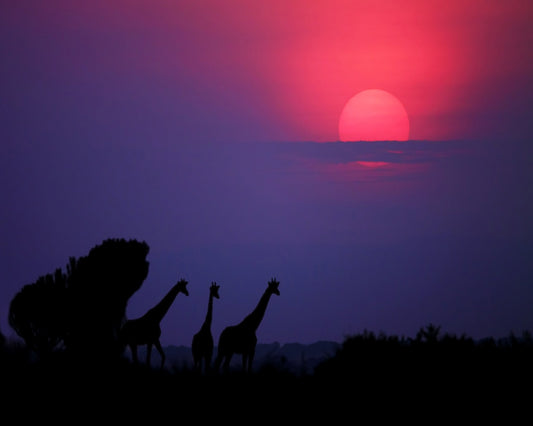 Giraffes At Sunrise
