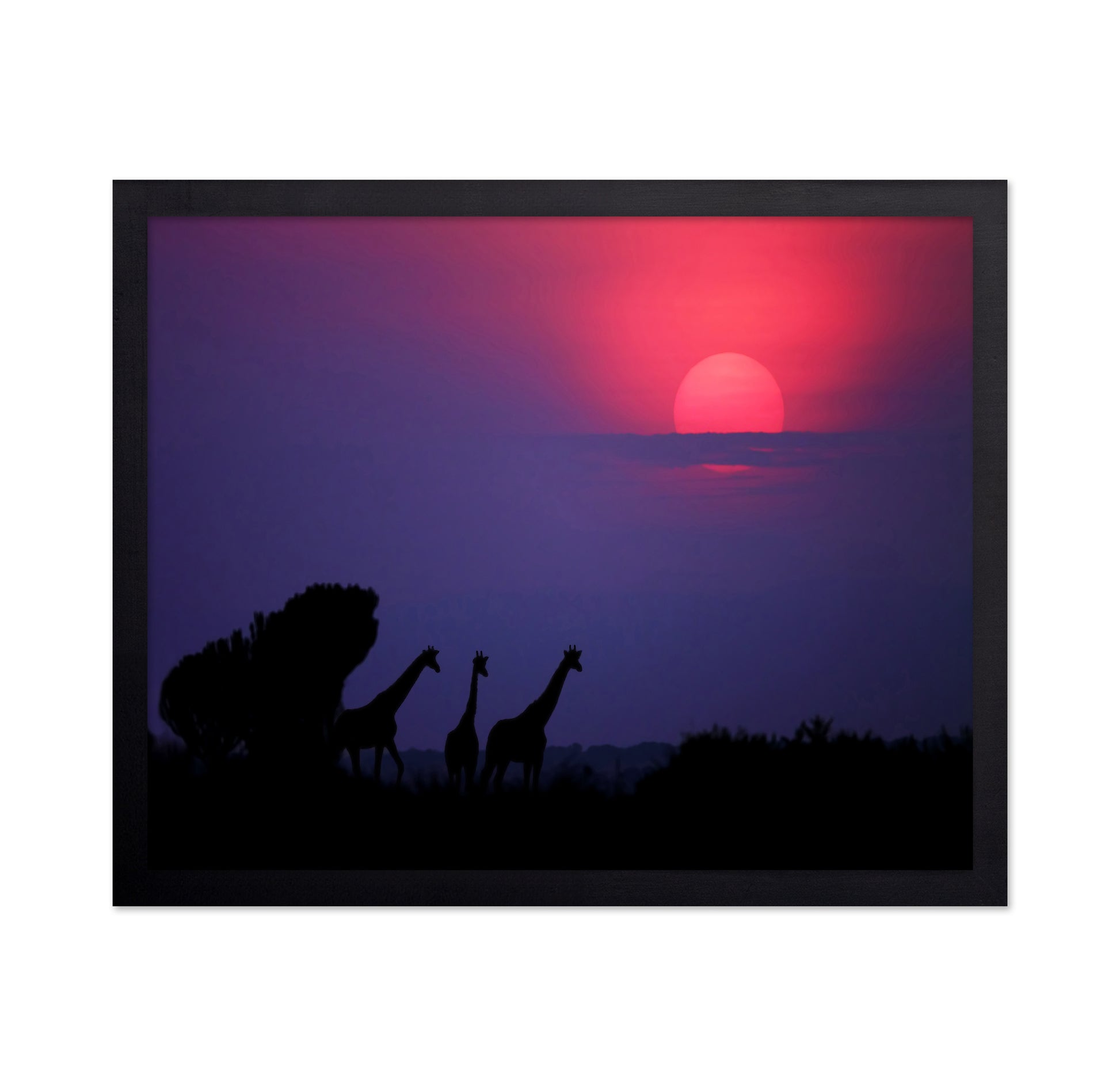 Giraffes At Sunrise