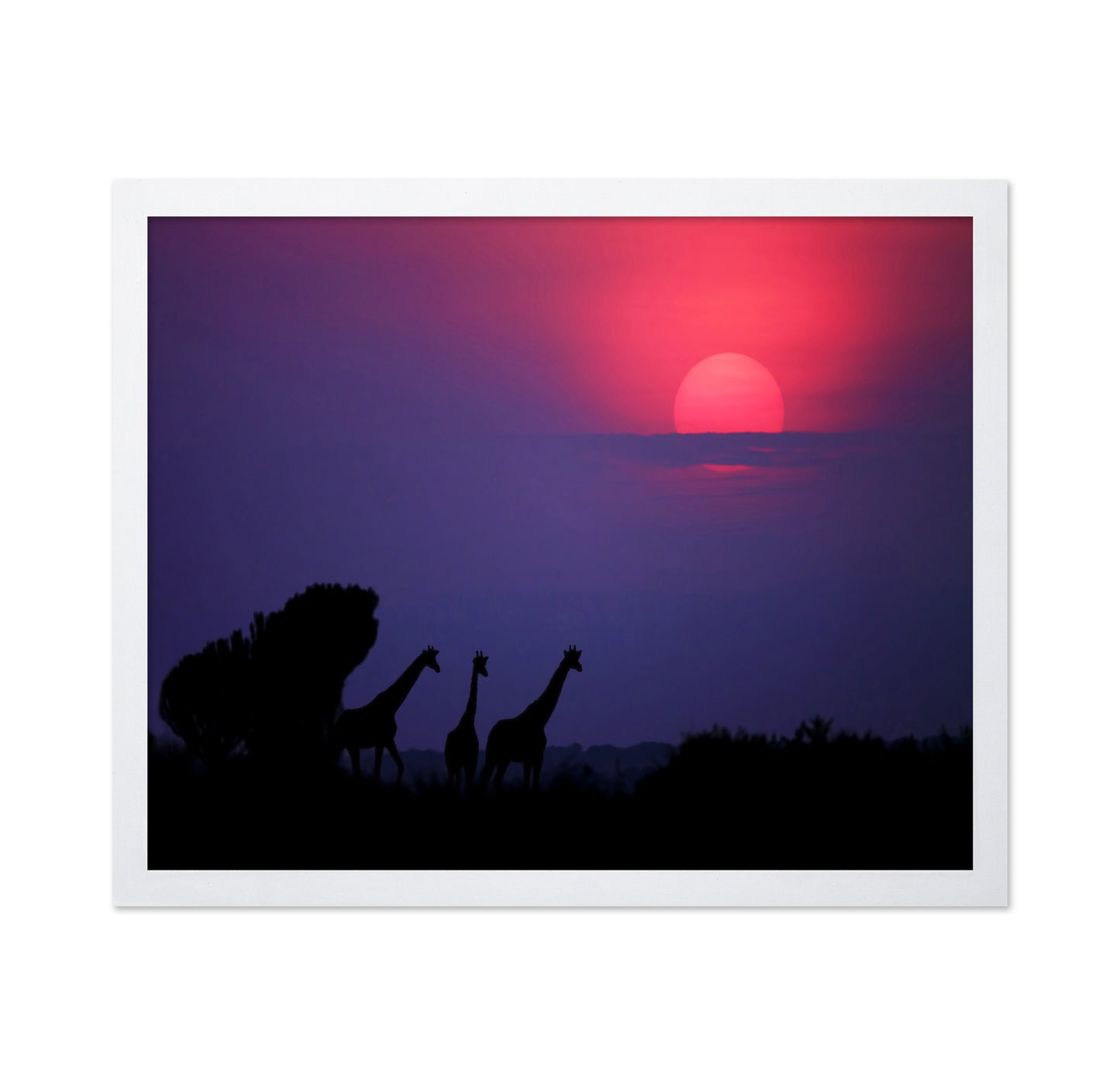 Giraffes At Sunrise