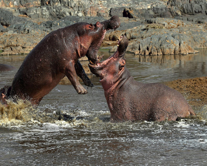 Hippos River Clash