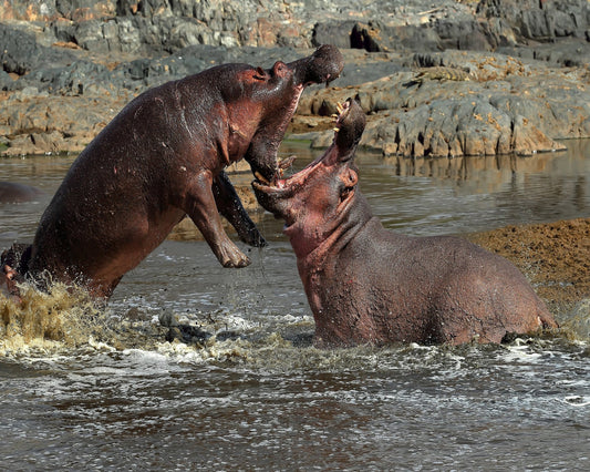 Hippos River Clash