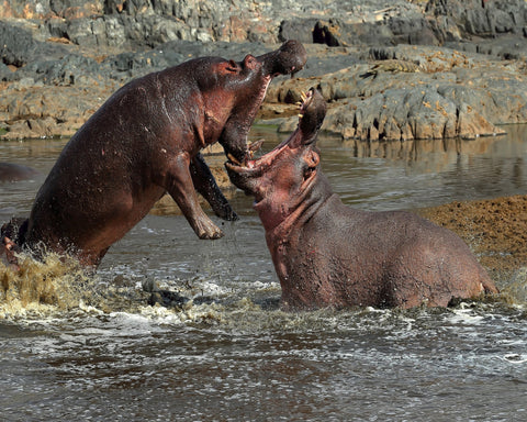 Hippos River Clash