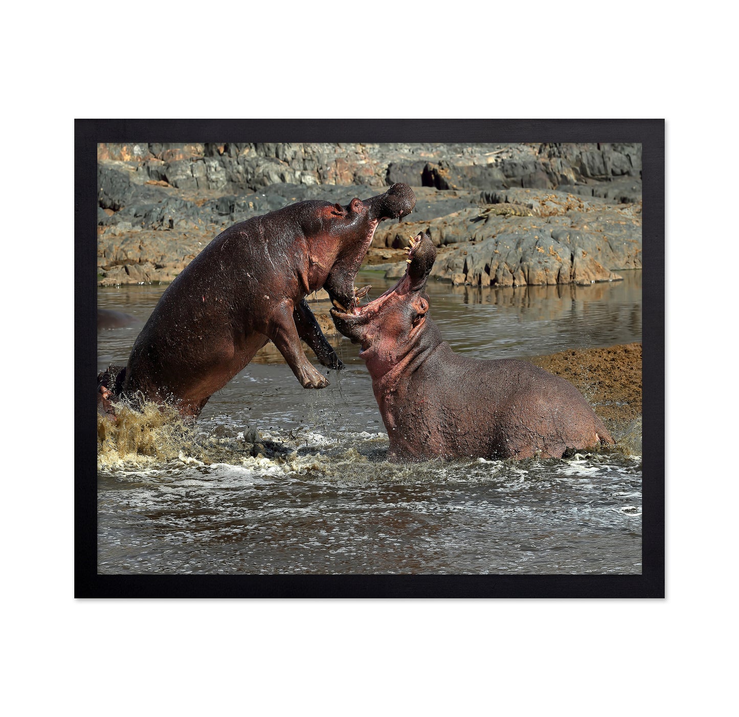 Hippos River Clash