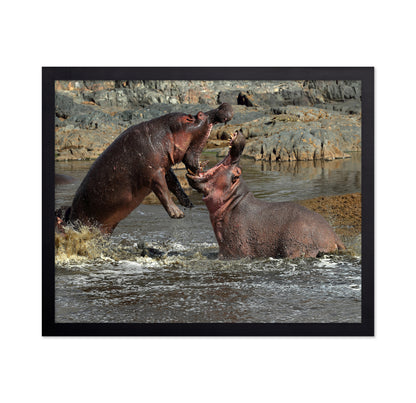 Hippos River Clash