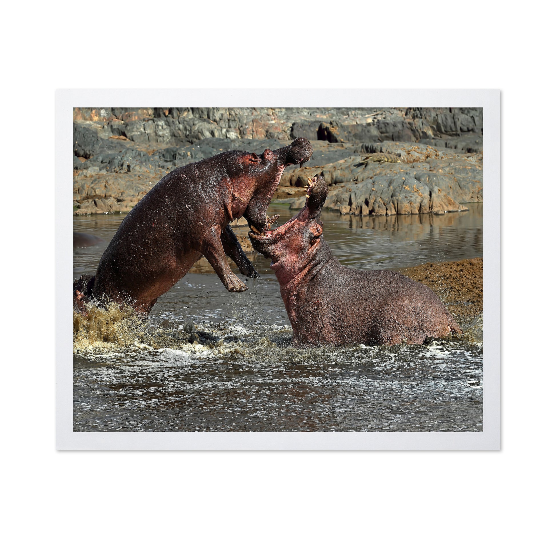 Hippos River Clash