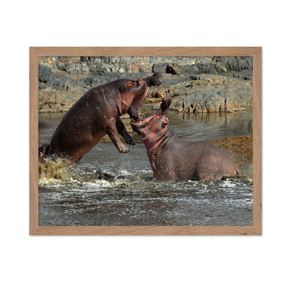 Hippos River Clash