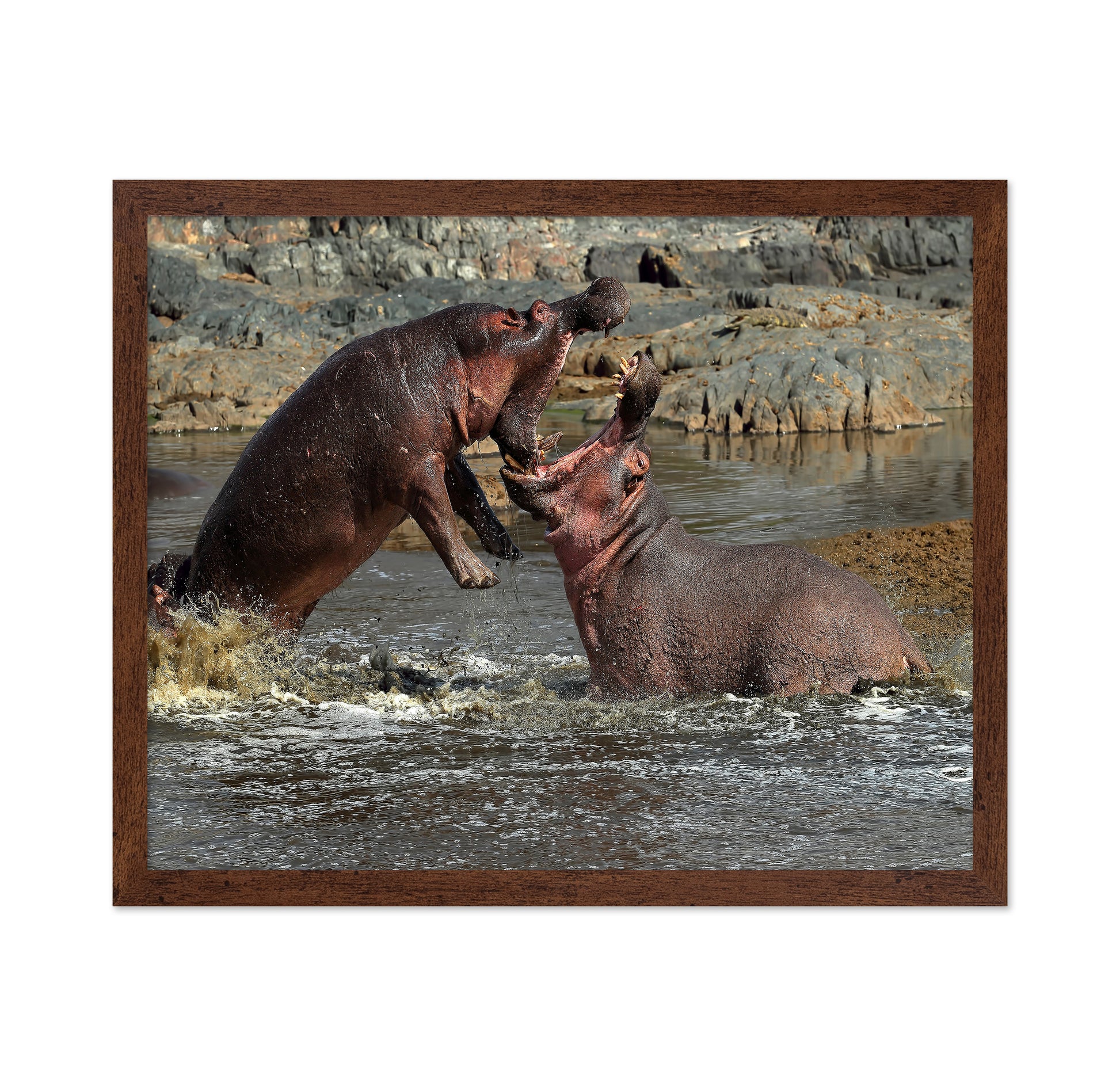 Hippos River Clash
