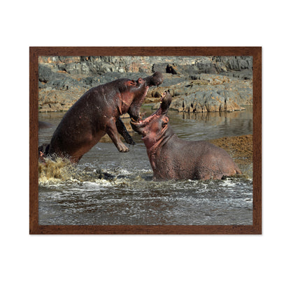 Hippos River Clash