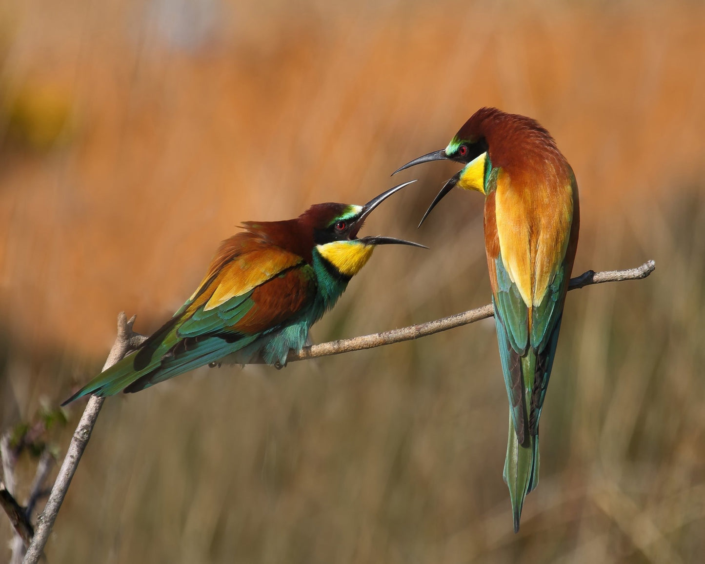 Birds Midair Argument
