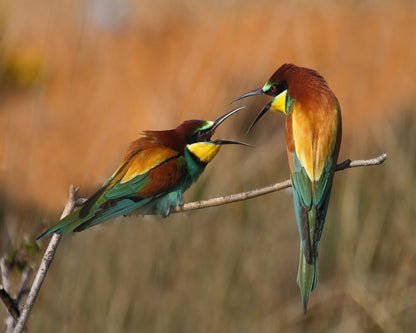 Birds Midair Argument