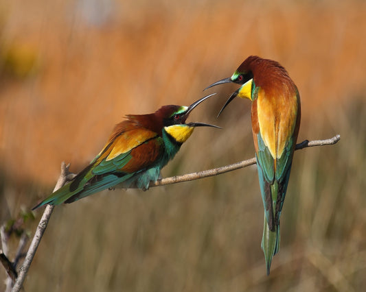Birds Midair Argument