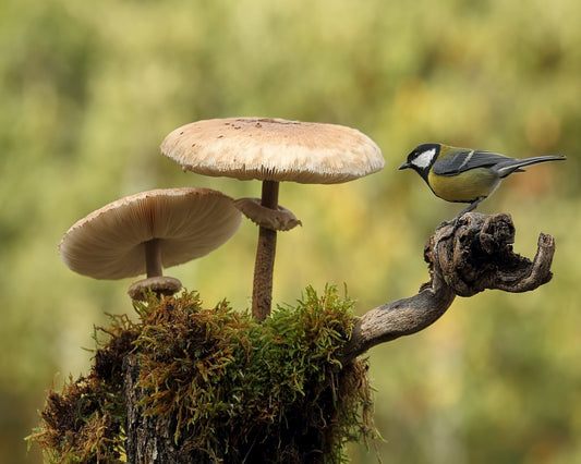 Bird By Forest Mushrooms