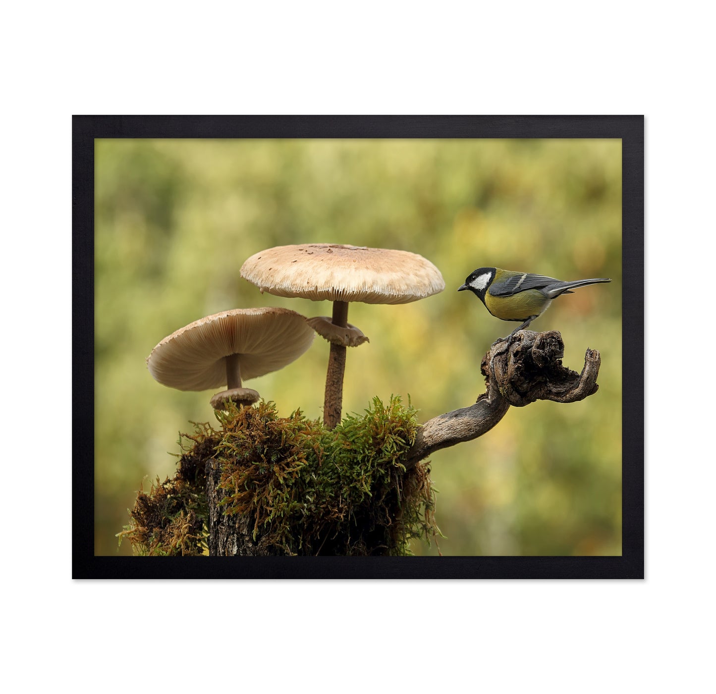 Bird By Forest Mushrooms