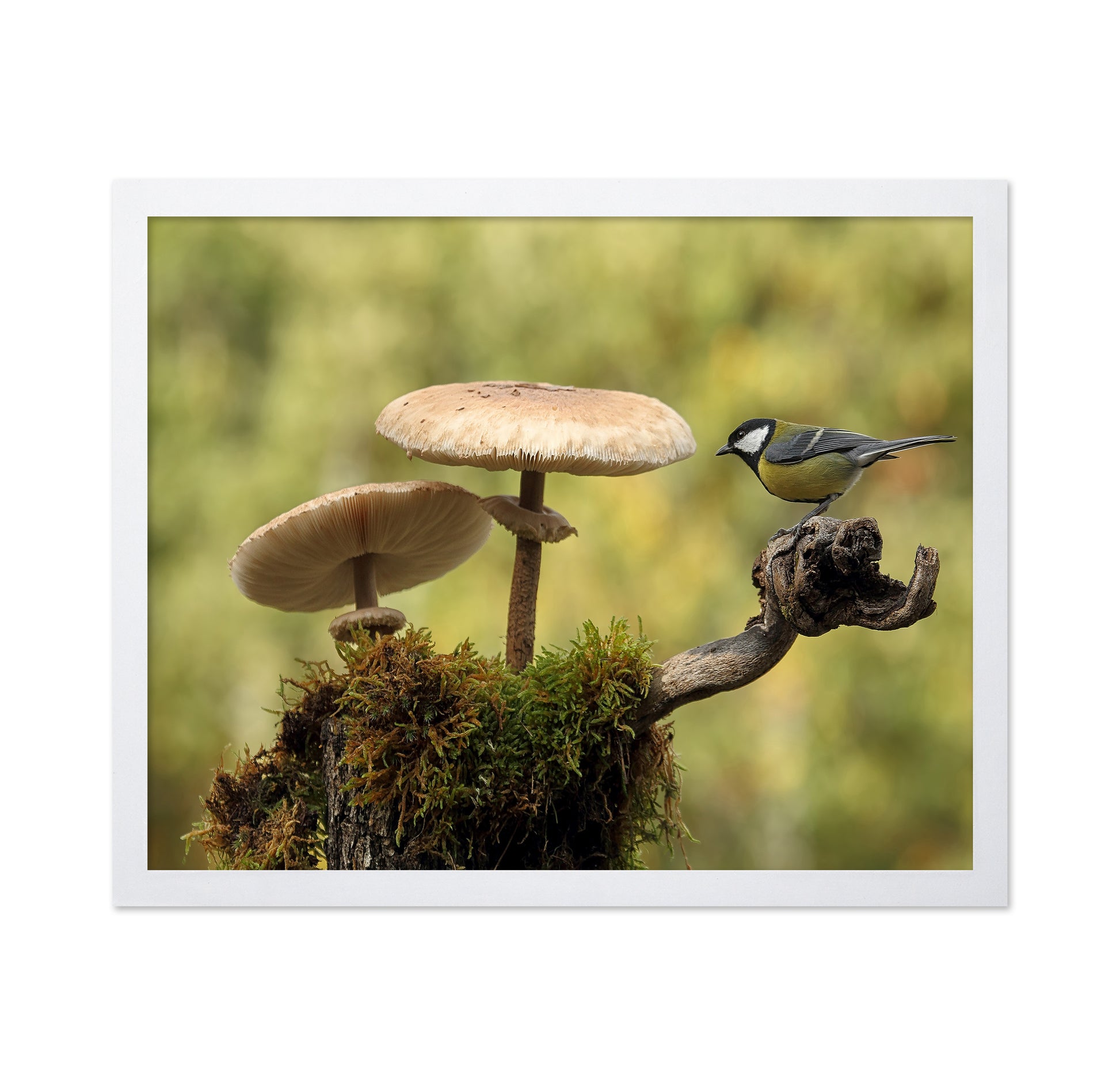 Bird By Forest Mushrooms