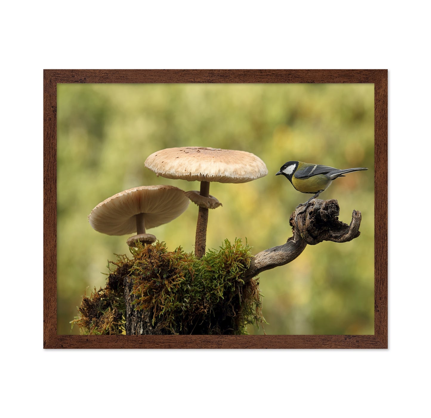 Bird By Forest Mushrooms