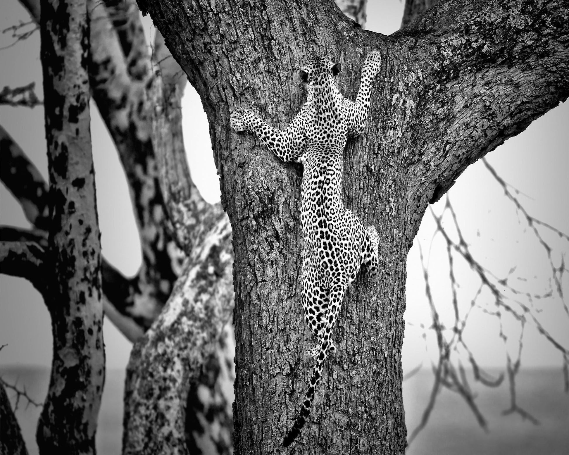 Leopard Tree Climb