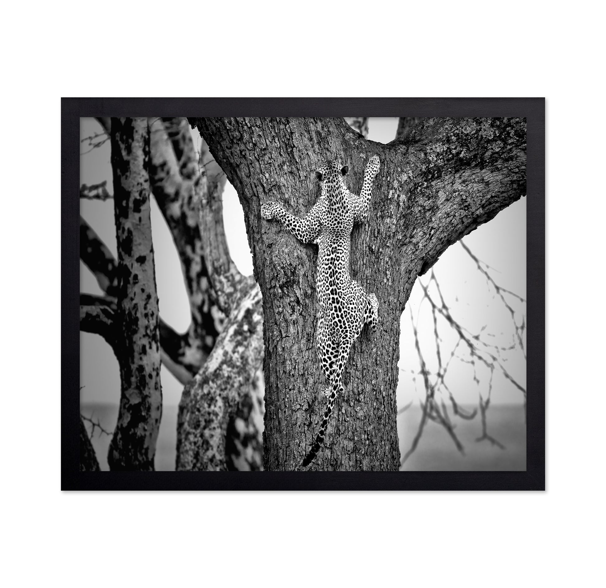 Leopard Tree Climb