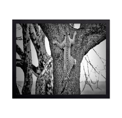 Leopard Tree Climb