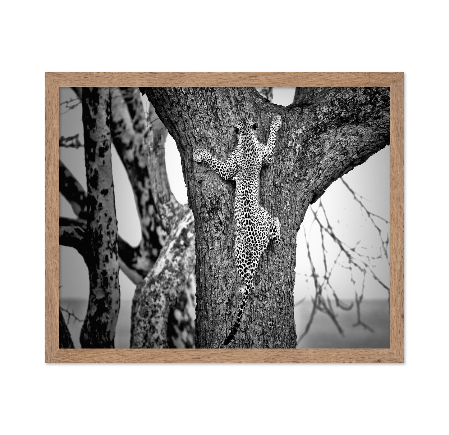 Leopard Tree Climb