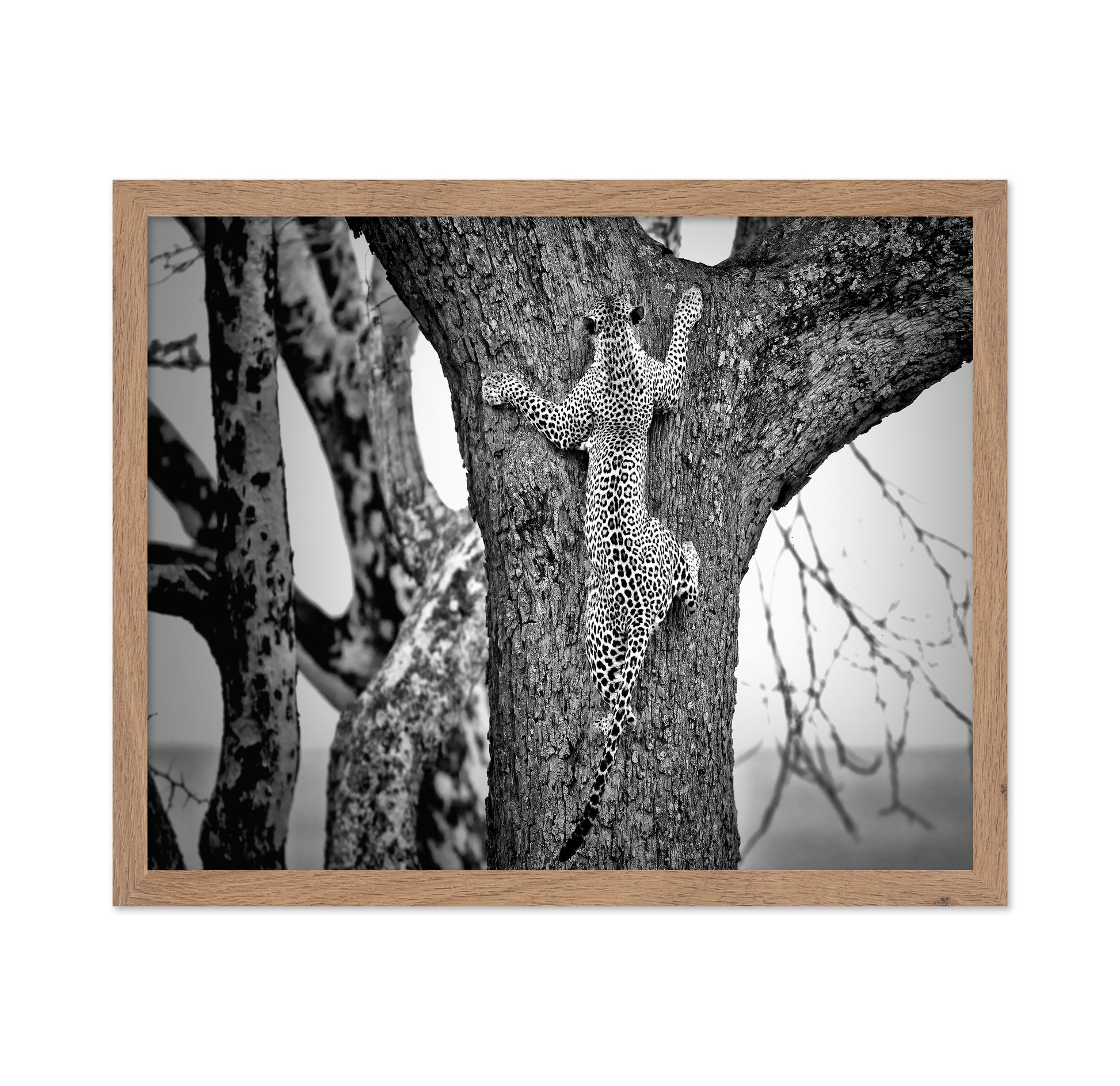 Leopard Tree Climb