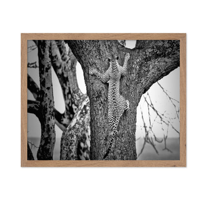 Leopard Tree Climb