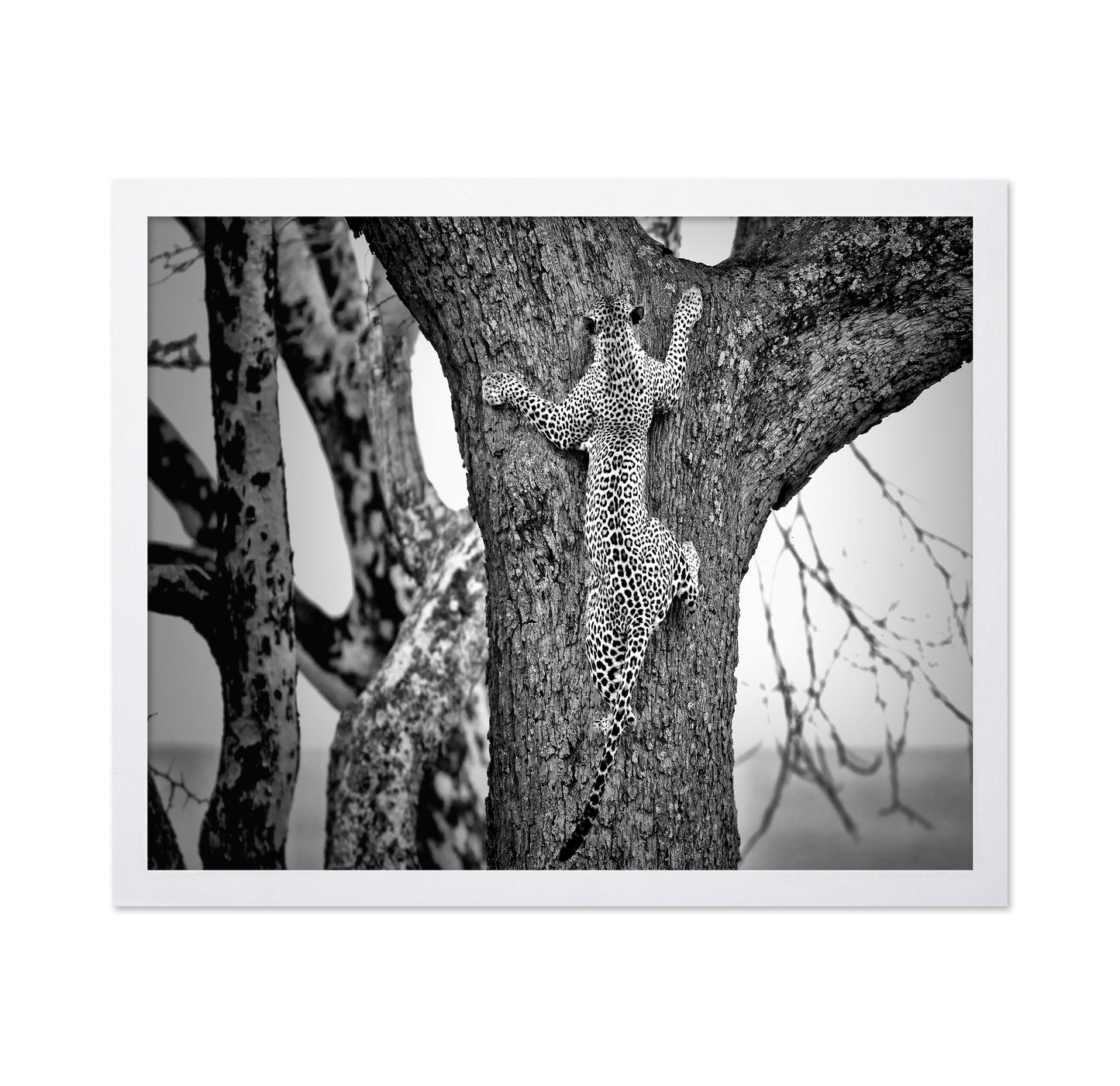 Leopard Tree Climb