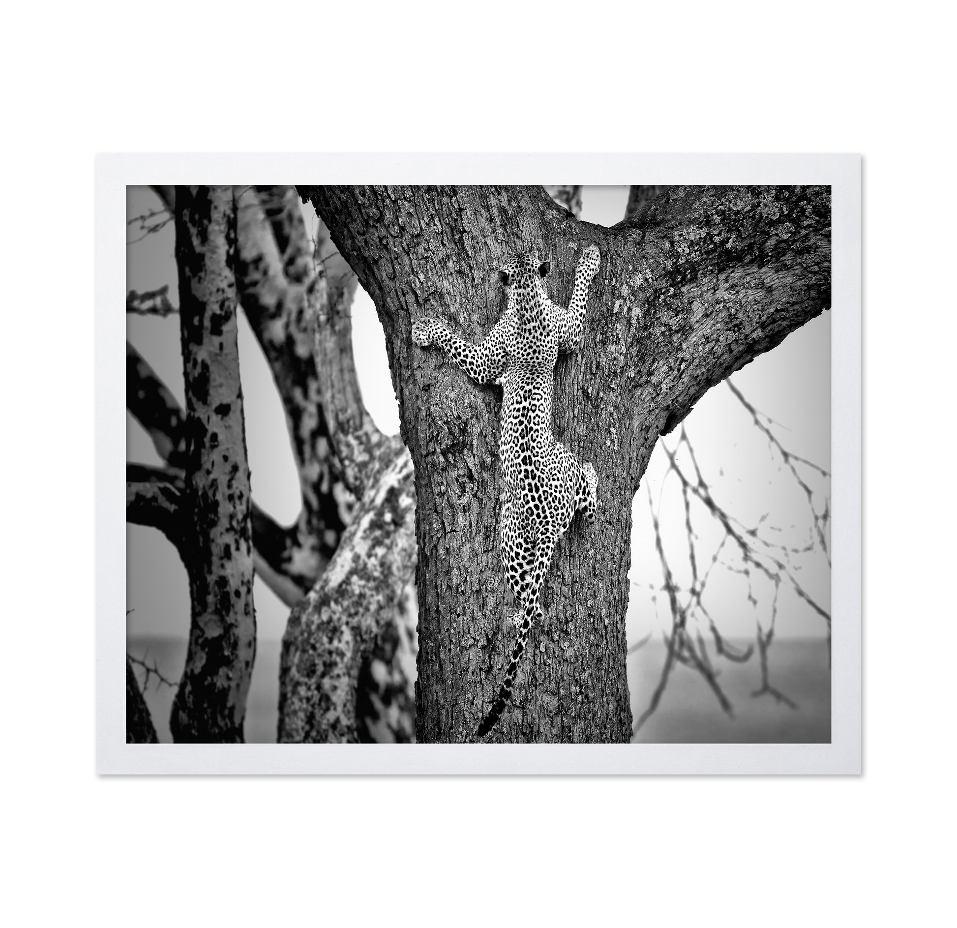 Leopard Tree Climb