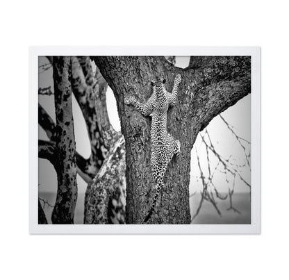 Leopard Tree Climb